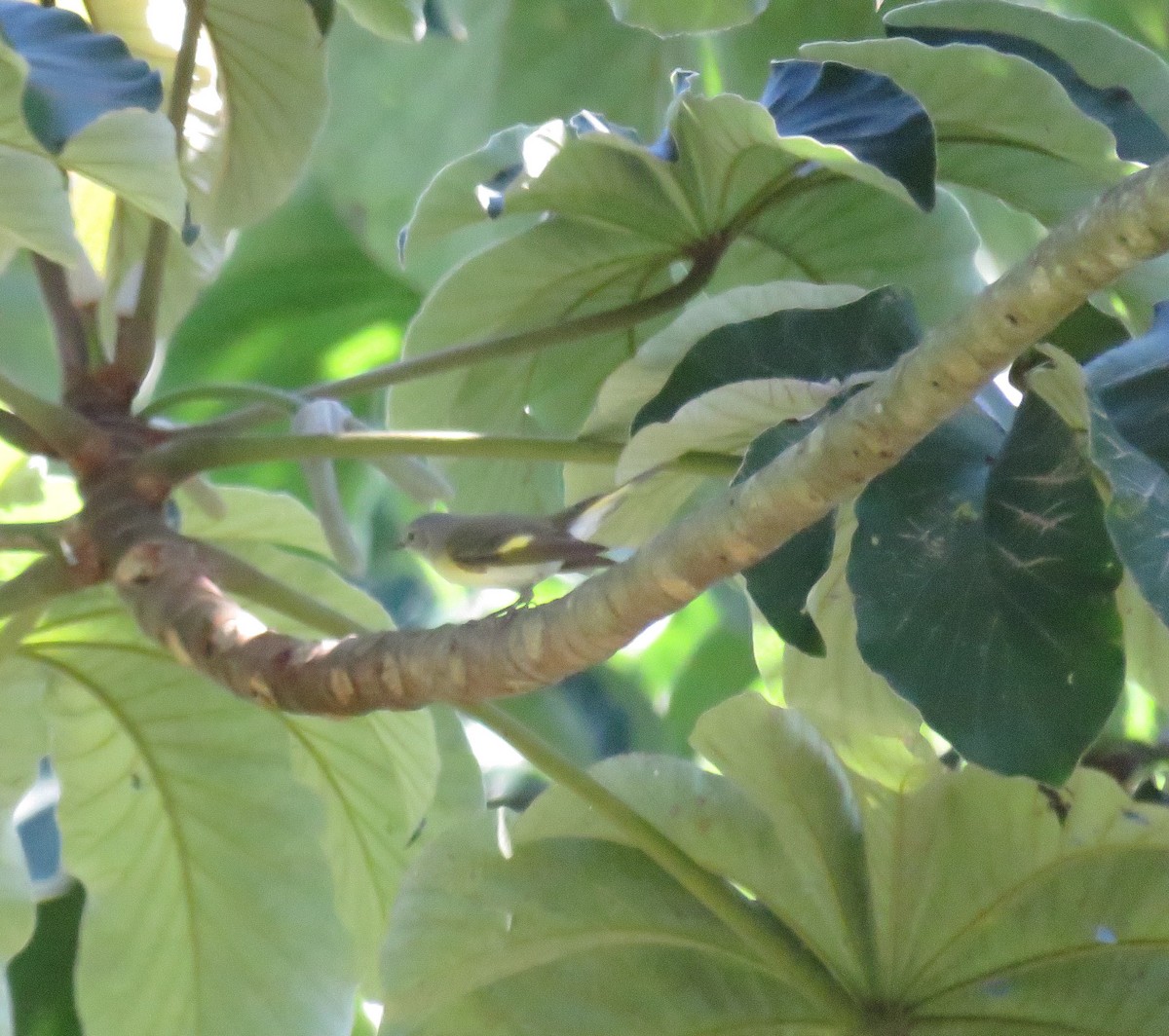 Kızıl Kuyruklu Ötleğen - ML647698341