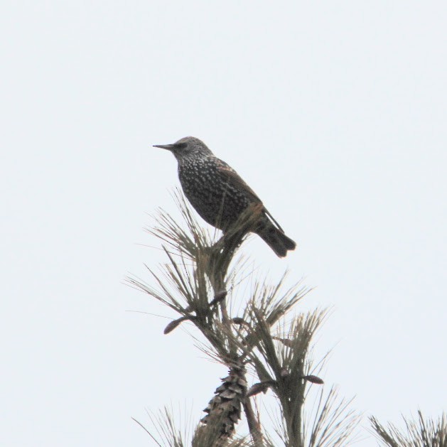 špaček obecný - ML647698366