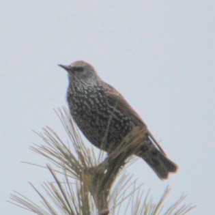 špaček obecný - ML647698367