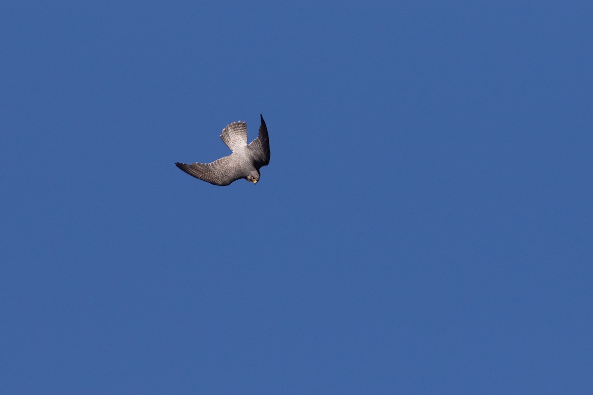 Peregrine Falcon - ML647698371