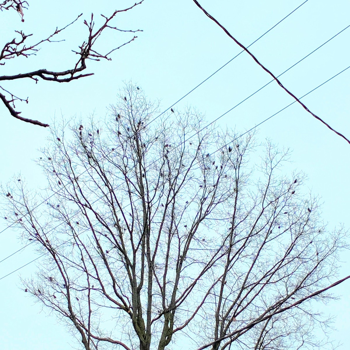 špaček obecný - ML647698386