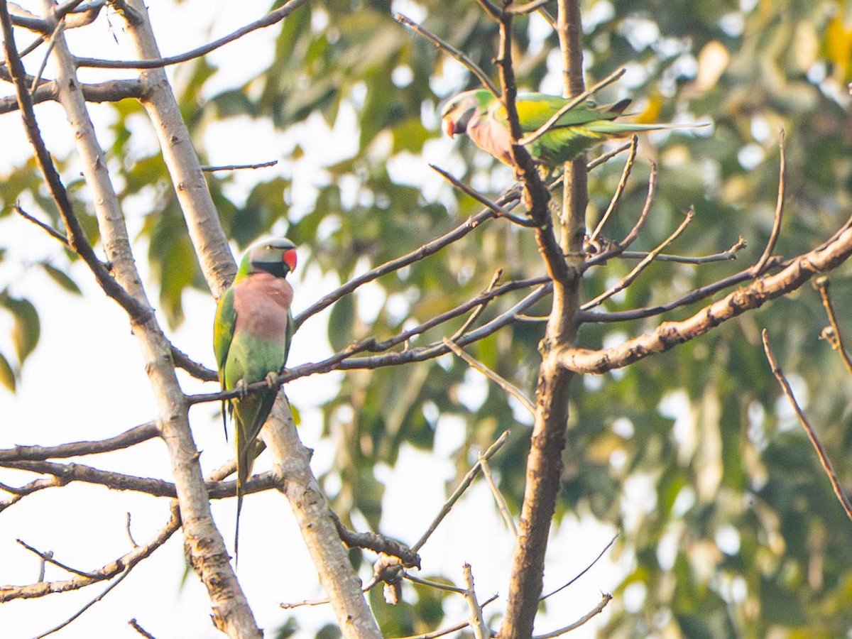 Red-breasted Parakeet - ML647698387