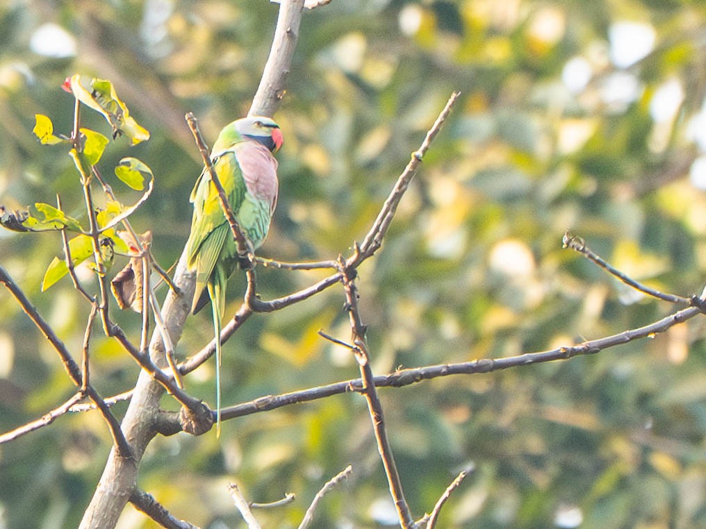 Red-breasted Parakeet - ML647698389