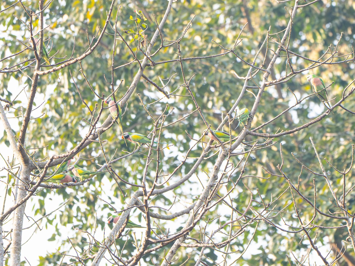 Red-breasted Parakeet - ML647698390