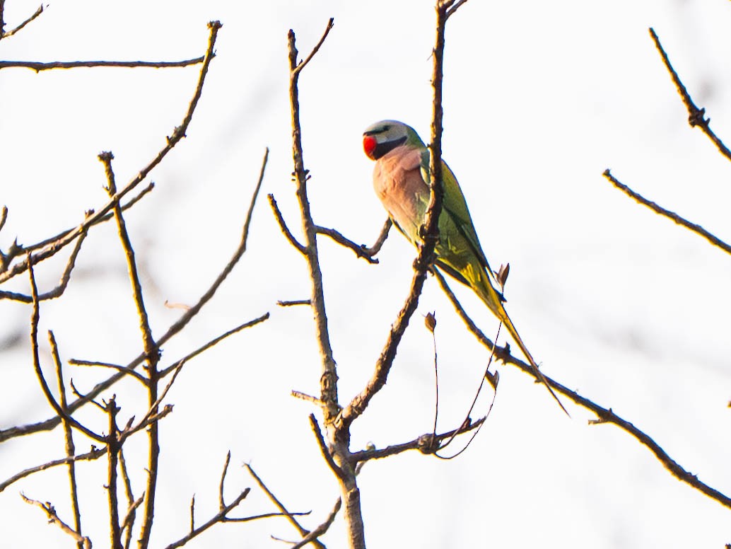 Red-breasted Parakeet - ML647698391