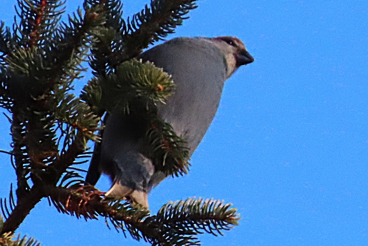 Hakengimpel - ML647698395