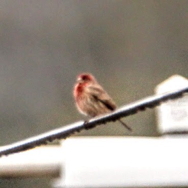 hýl rudoprsý - ML647698408