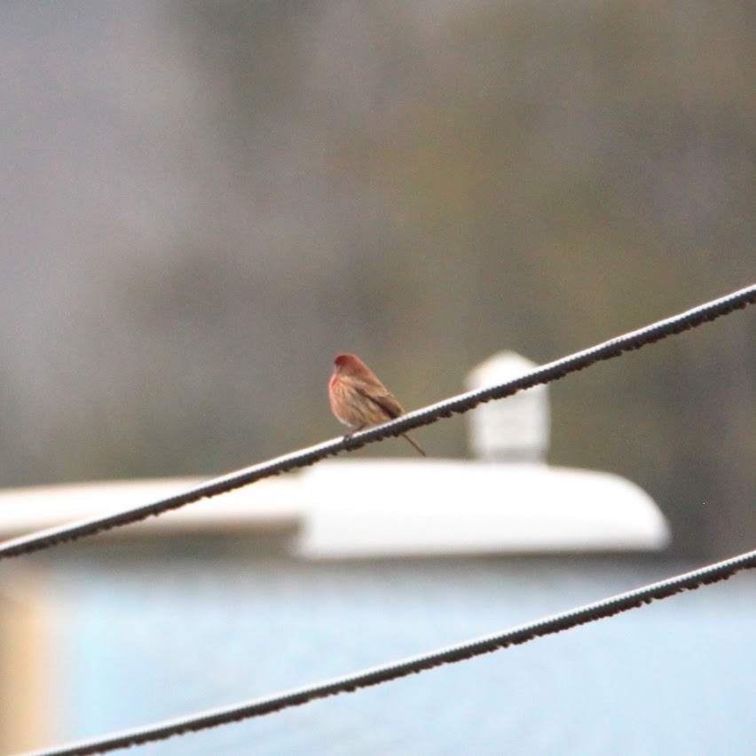 hýl rudoprsý - ML647698409