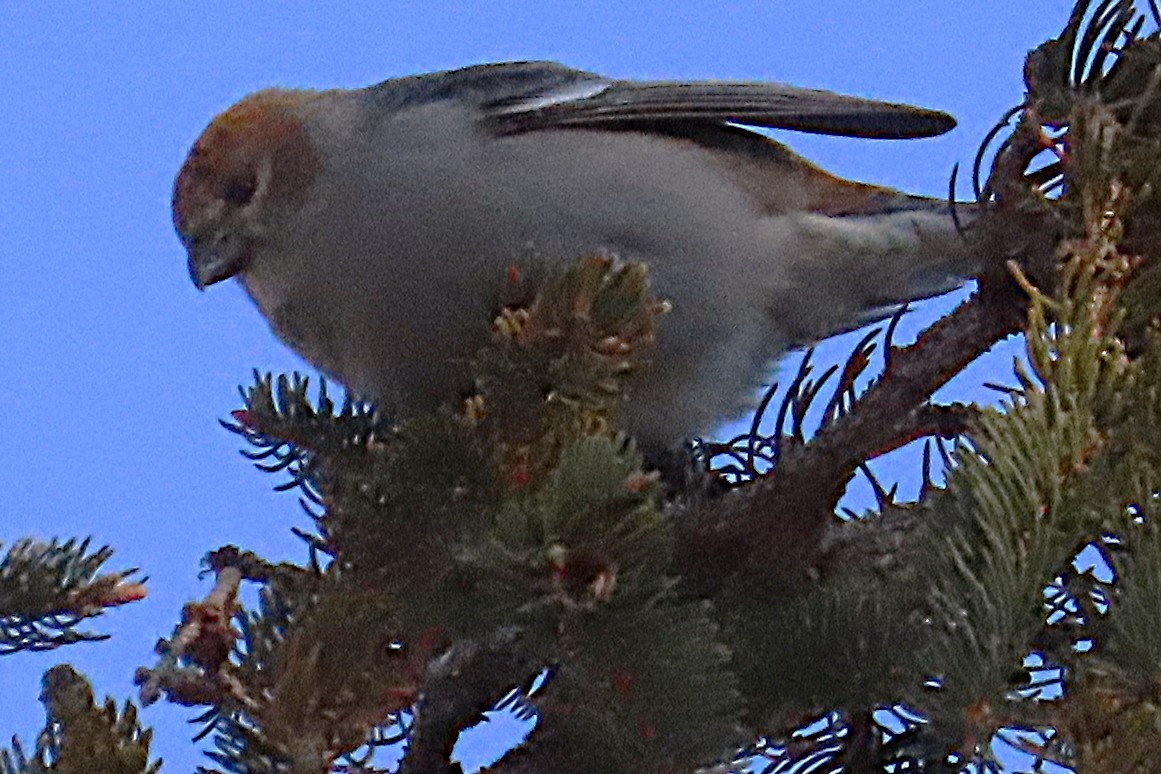 Hakengimpel - ML647698424