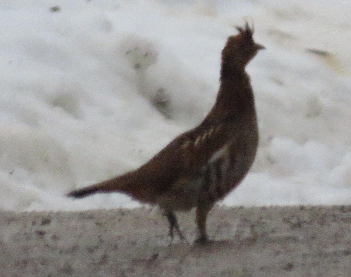 jeřábek kanadský - ML647698426