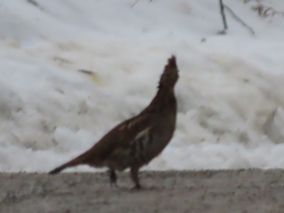 jeřábek kanadský - ML647698427