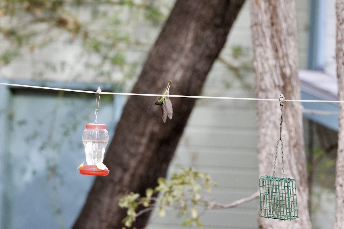 Rivoli's Hummingbird - ML647698453