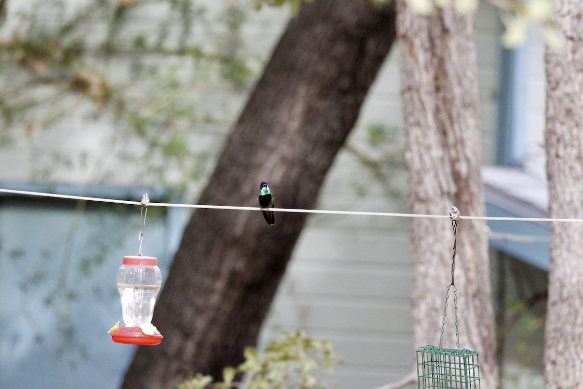 Rivoli's Hummingbird - ML647698454