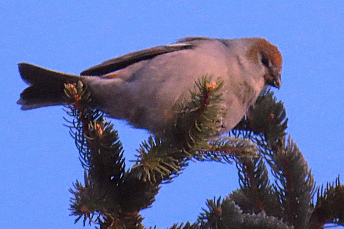 Hakengimpel - ML647698455