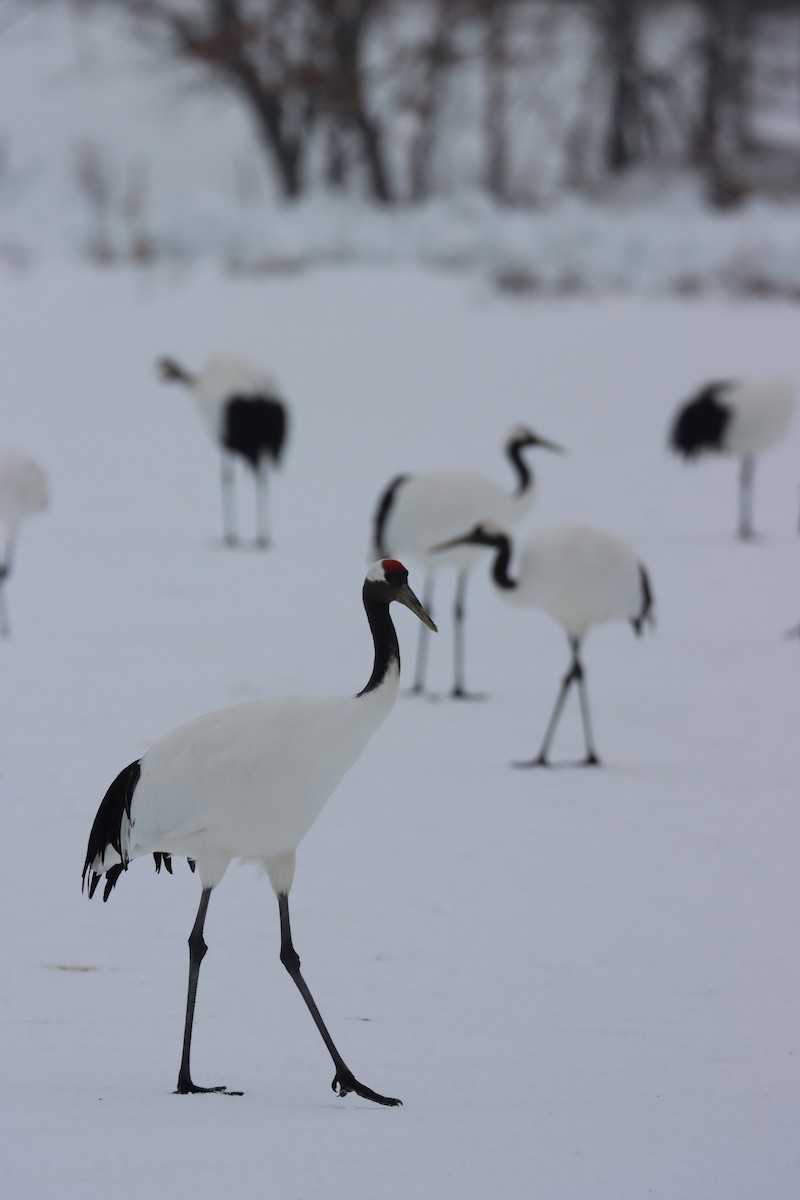 Журавель японський - ML647698465