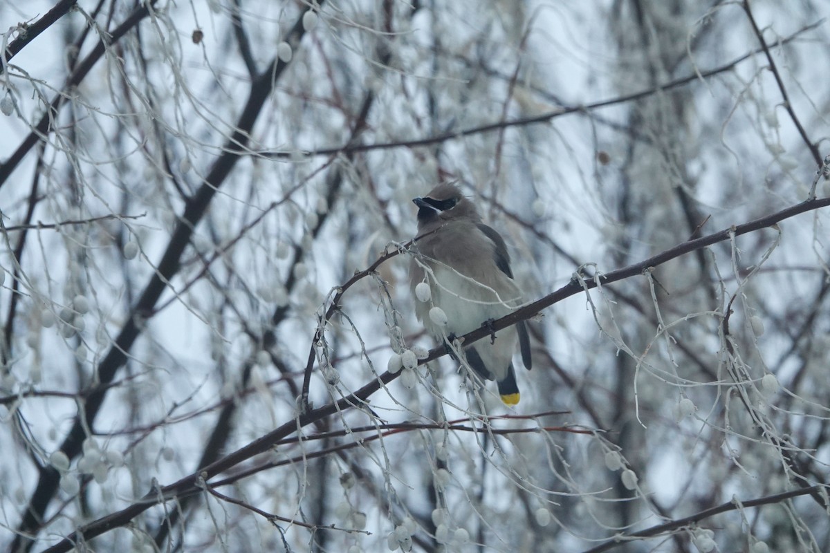 Cedar Waxwing - ML647698467