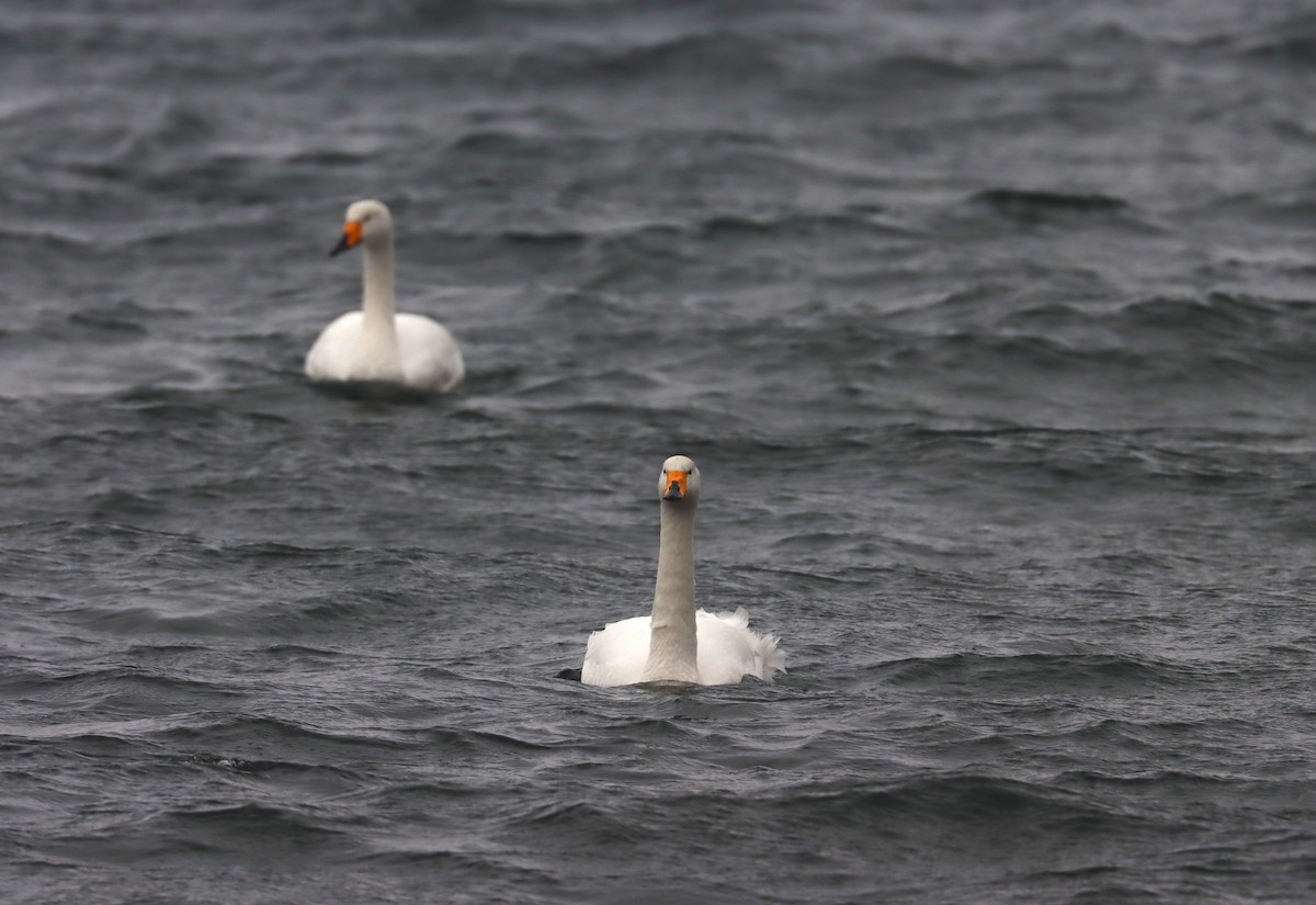 Лебідь-кликун - ML647698491