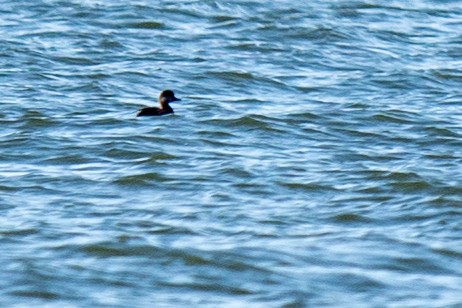 Black Scoter - ML647698505