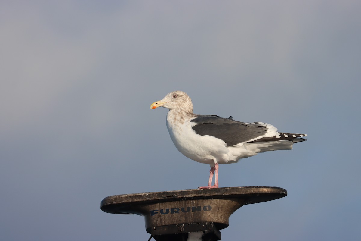 Мартин охотський - ML647698507