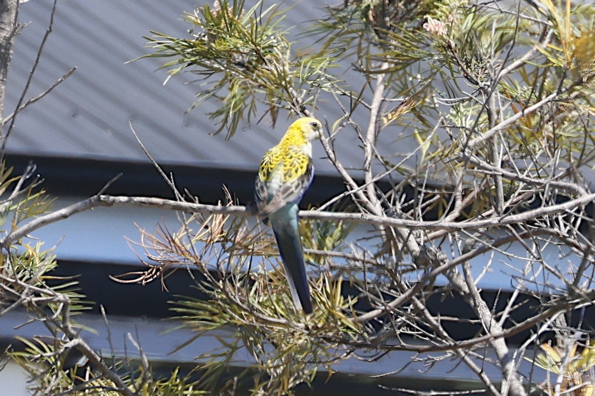 Pale-headed Rosella - ML647698519