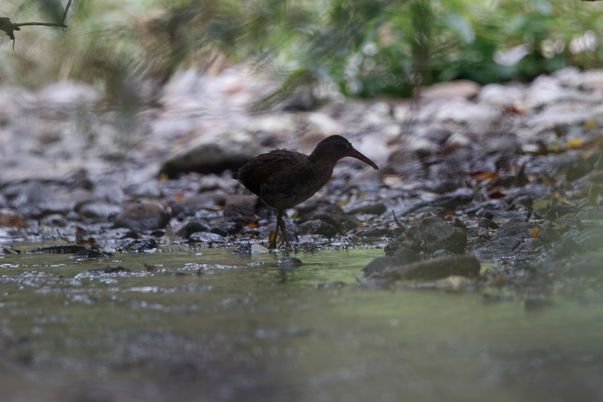 Virginia Rail - ML647698541