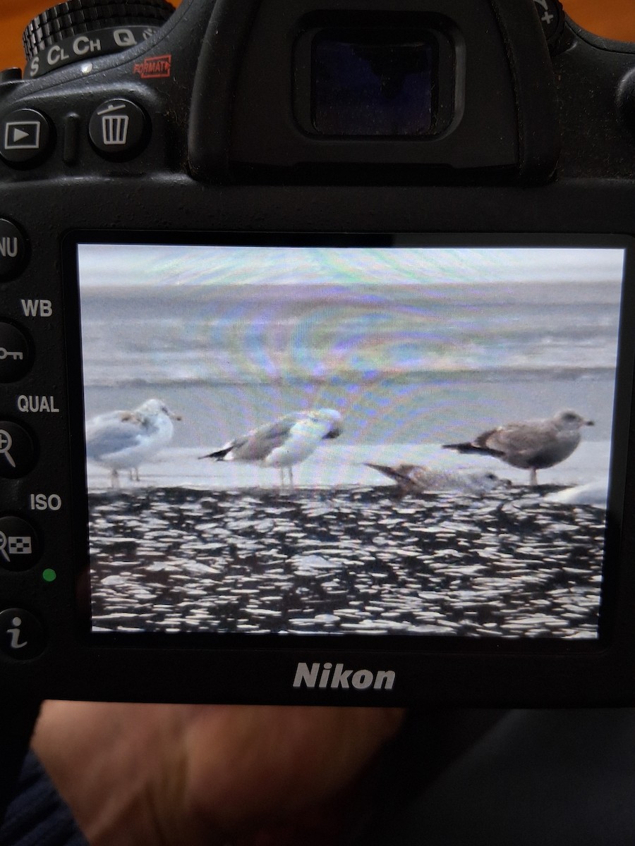 Мартиновий sp. - ML647698545