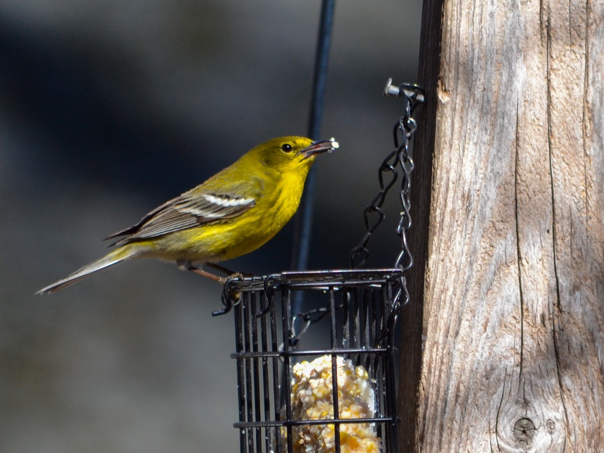 Kiefernwaldsänger - ML647698554