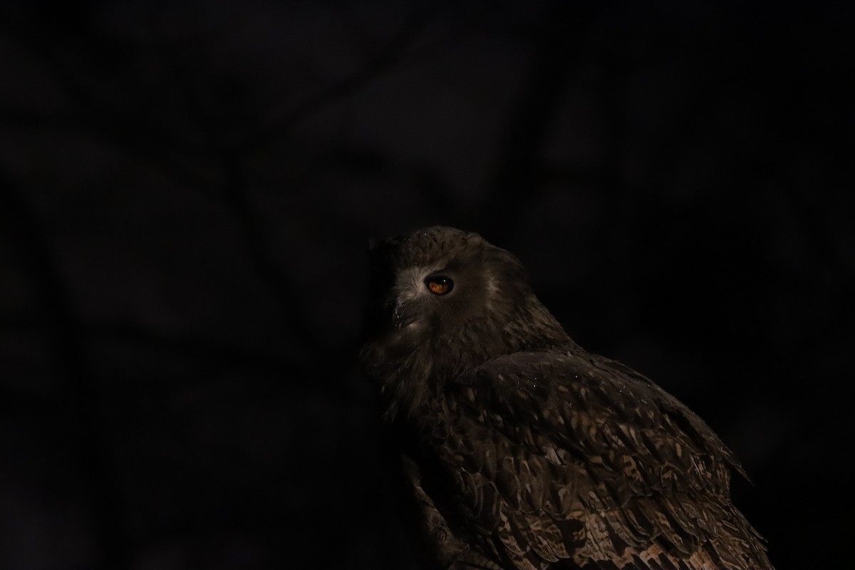 Пугач далекосхідний - ML647698559