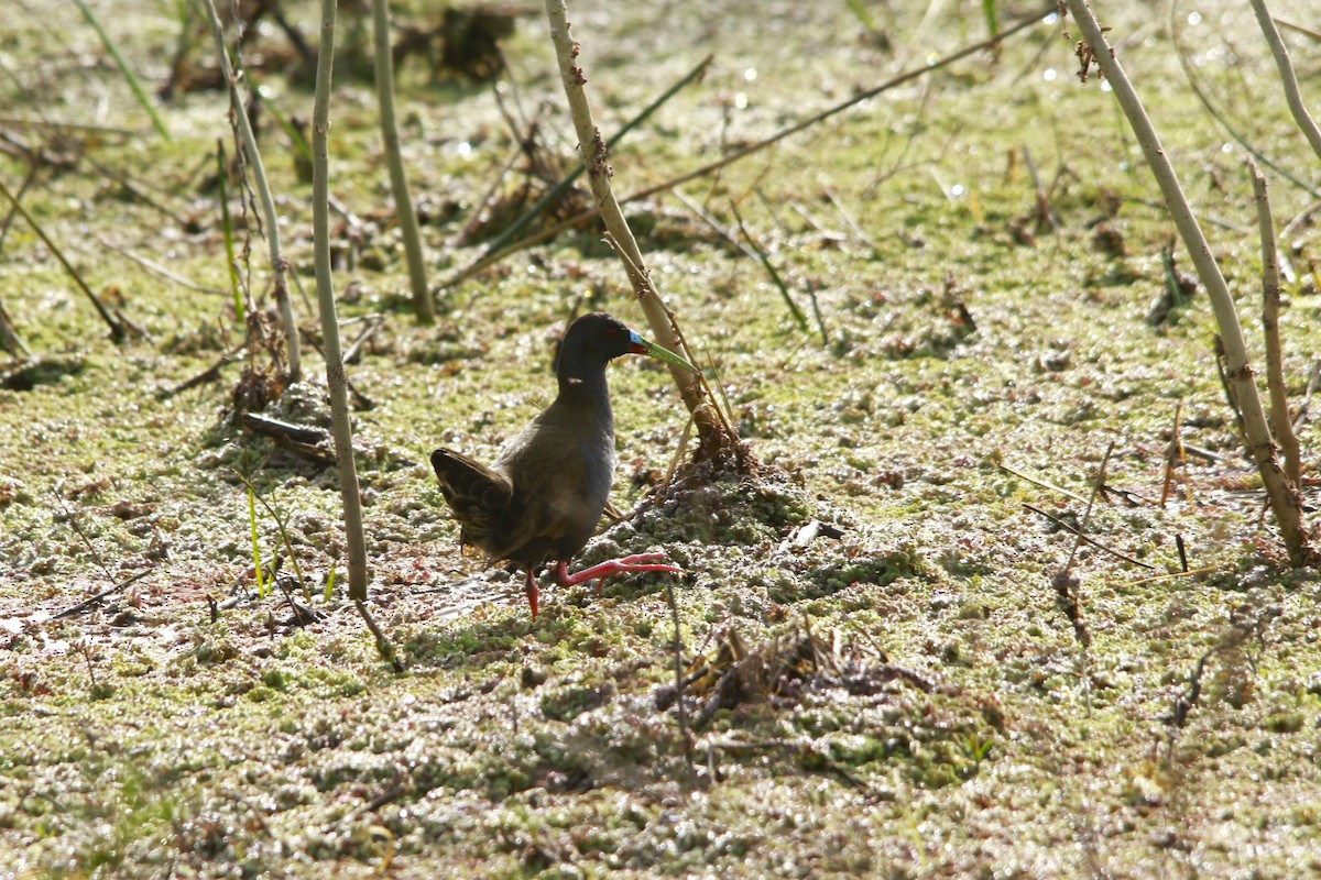 Kurşuni Sukılavuzu - ML647698573