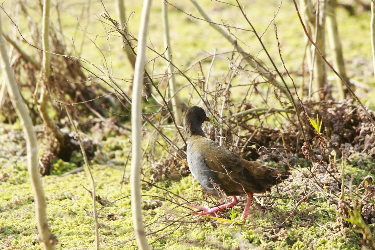 Kurşuni Sukılavuzu - ML647698574