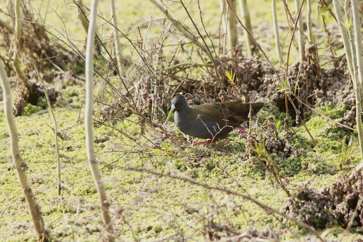 Kurşuni Sukılavuzu - ML647698576