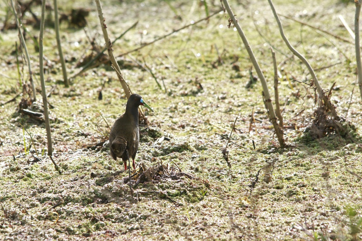 Kurşuni Sukılavuzu - ML647698578