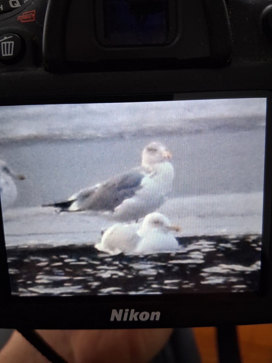 Мартиновий sp. - ML647698594