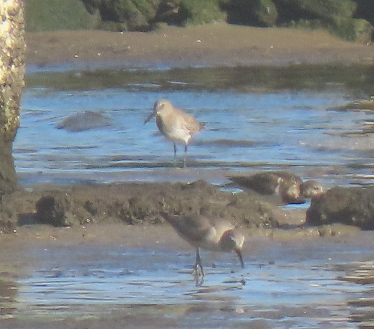 Bécasseau maubèche - ML647698599