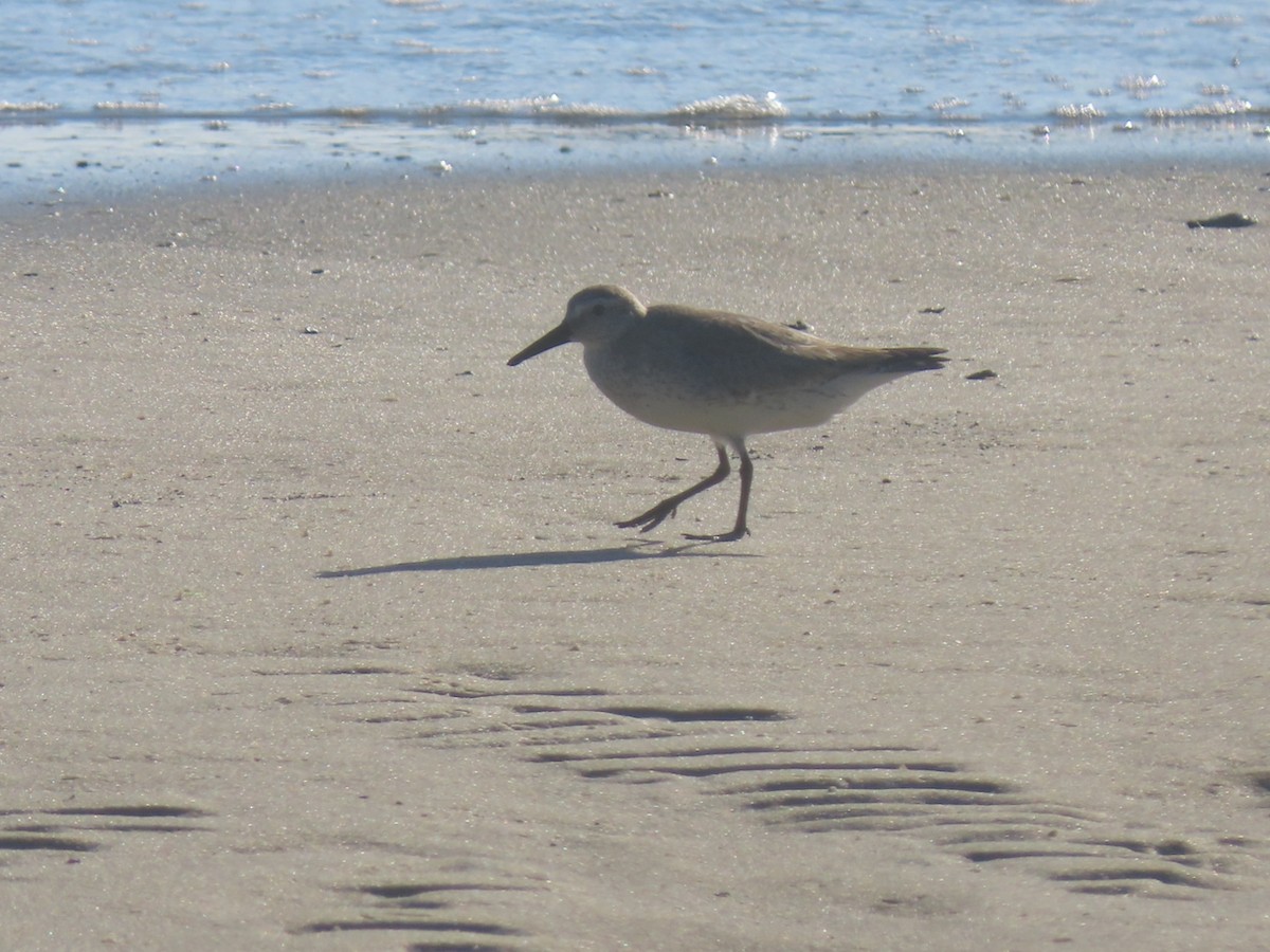 Bécasseau maubèche - ML647698601