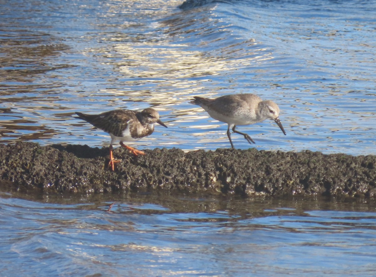 Bécasseau maubèche - ML647698602