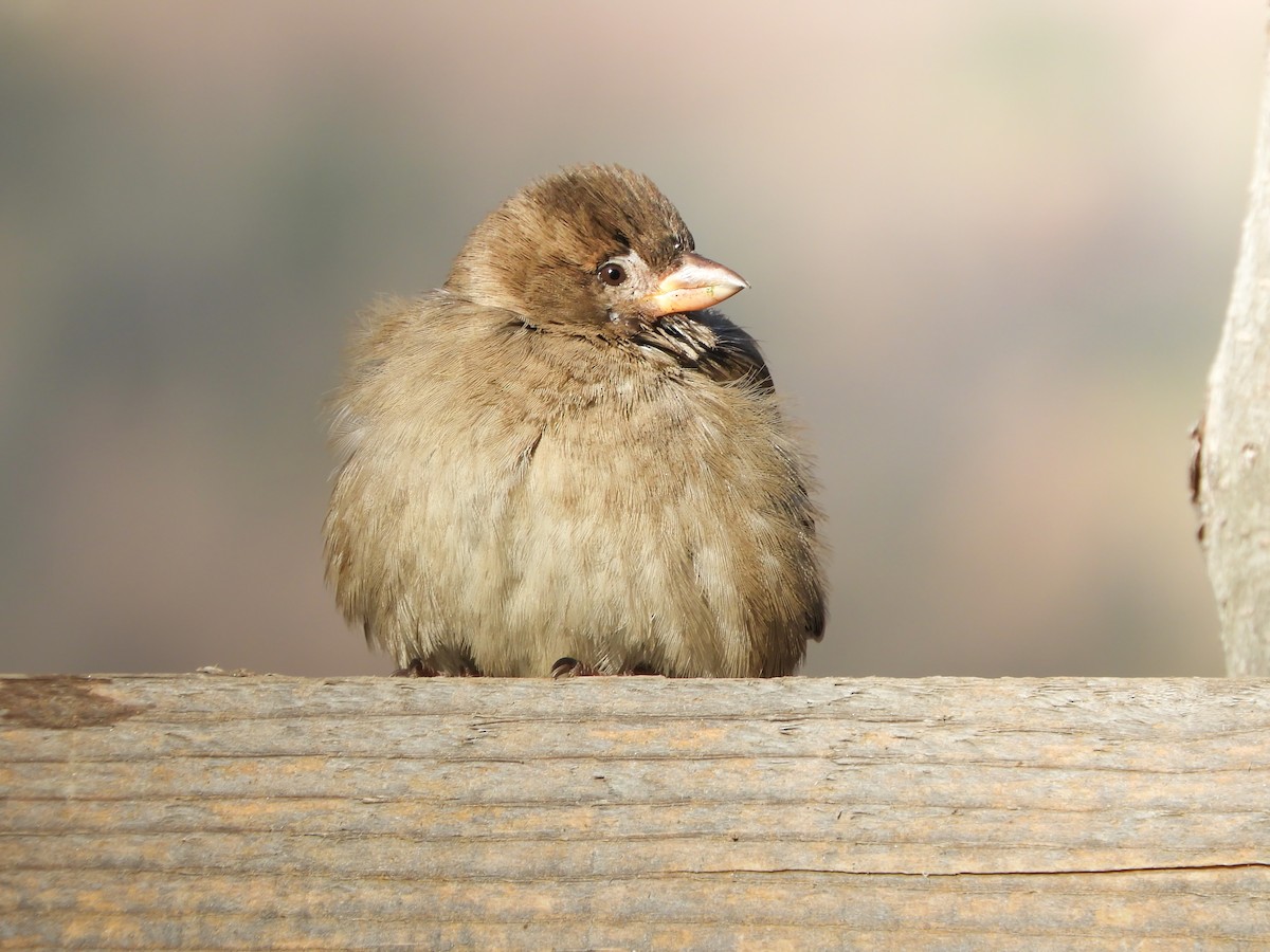 Горобець італійський - ML647698604