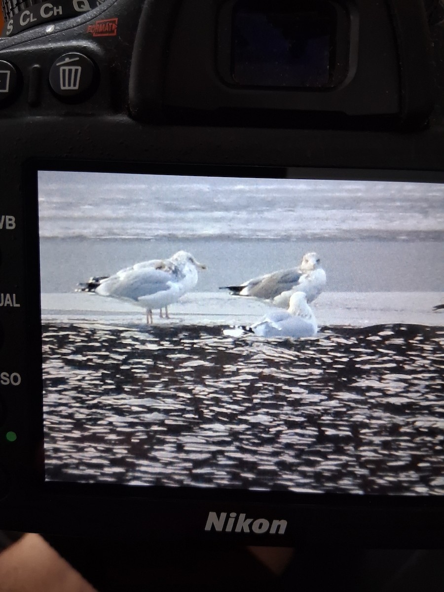 Мартиновий sp. - ML647698610