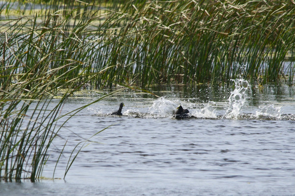 Лиска жовтодзьоба - ML647698613