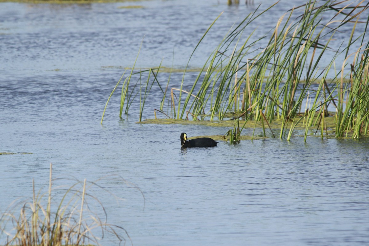 Лиска жовтодзьоба - ML647698614