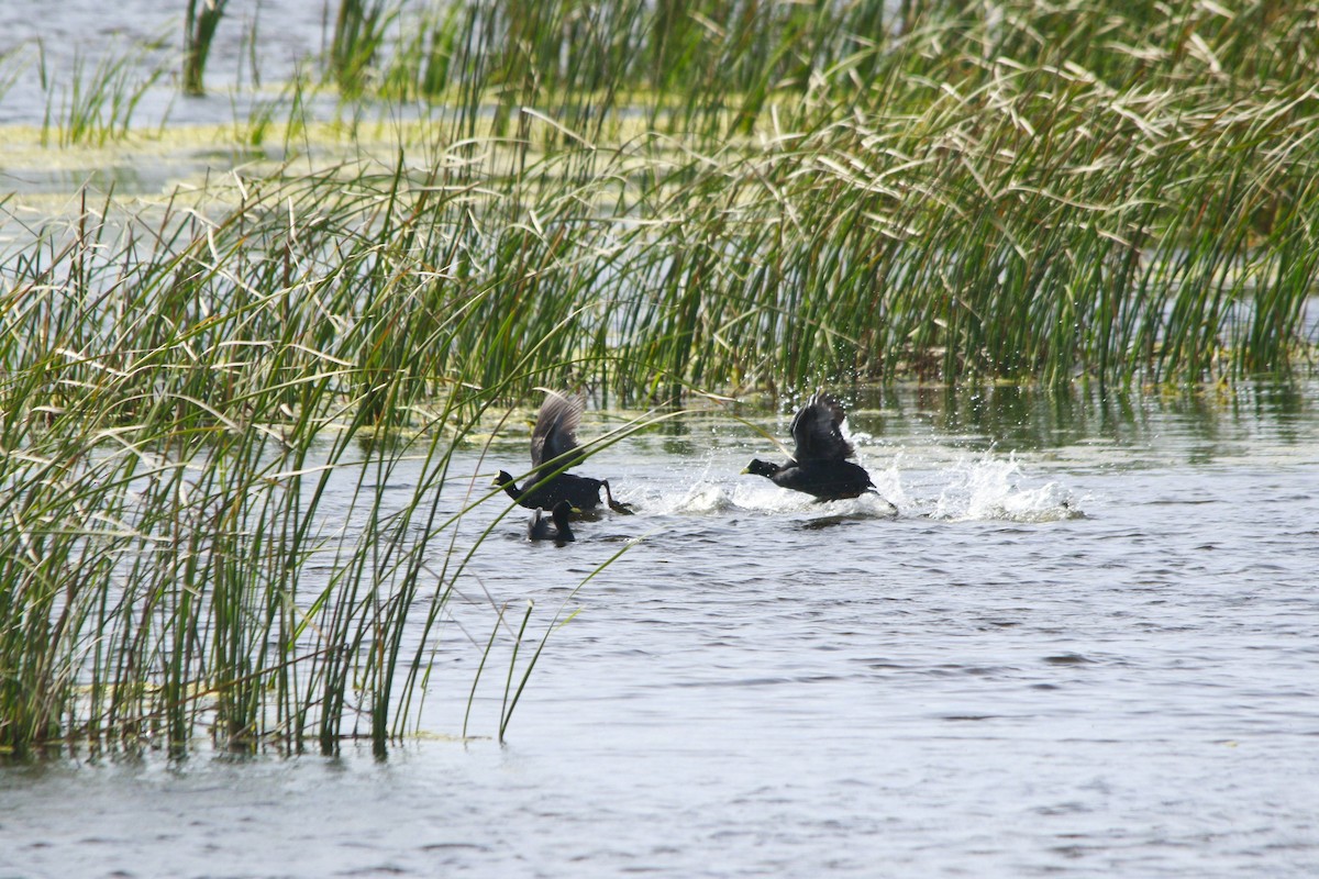 Лиска жовтодзьоба - ML647698616