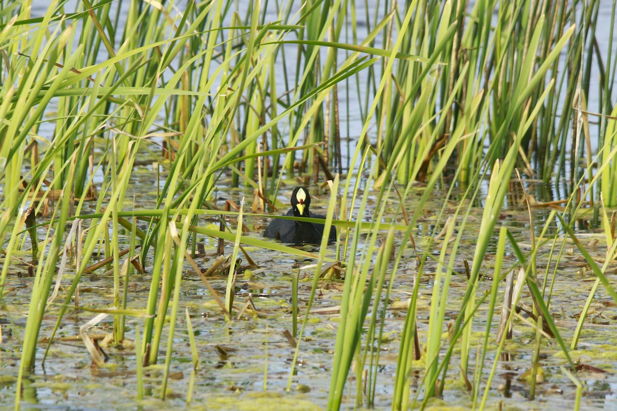 Лиска жовтодзьоба - ML647698617