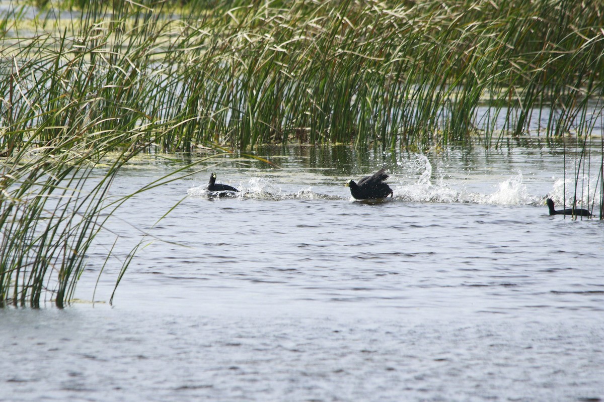 Лиска жовтодзьоба - ML647698618