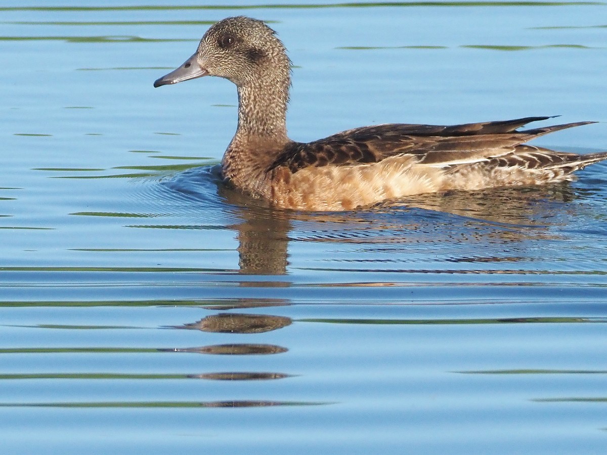 Свищ американський - ML647698620