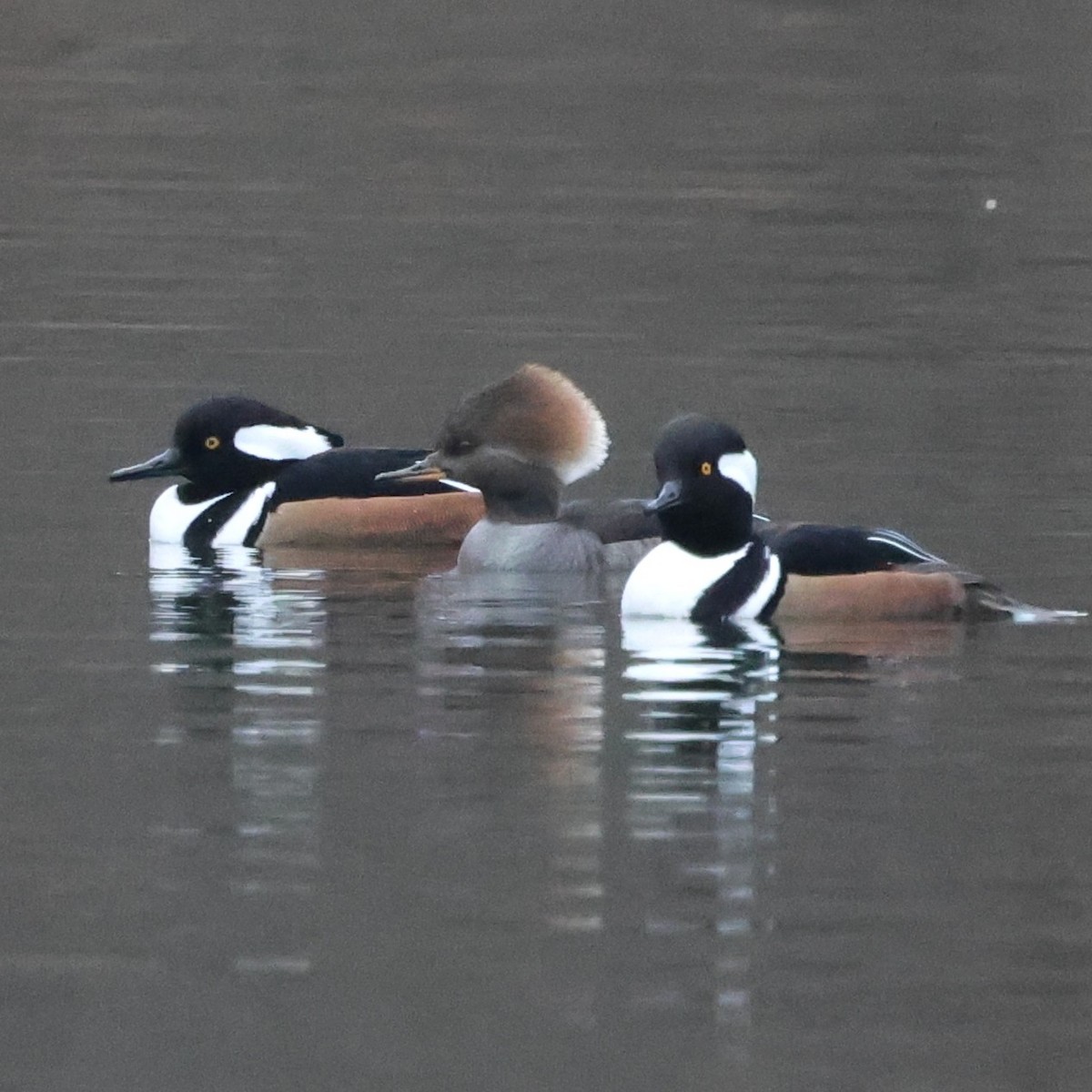 Крех жовтоокий - ML647698622