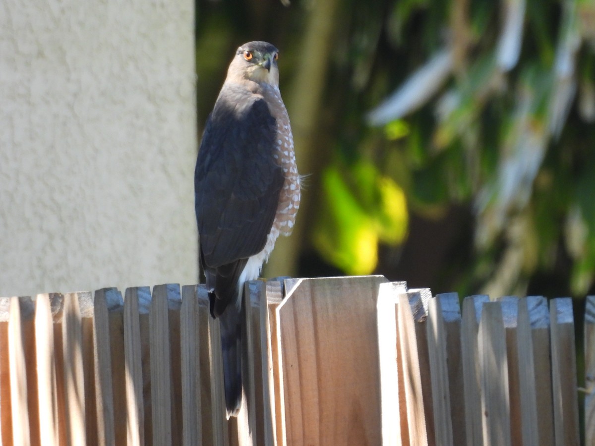 Яструб чорноголовий - ML647698623