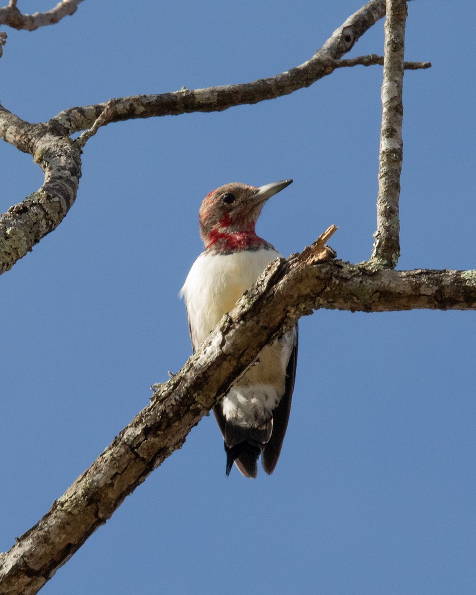 Гіла червоноголова - ML647698625