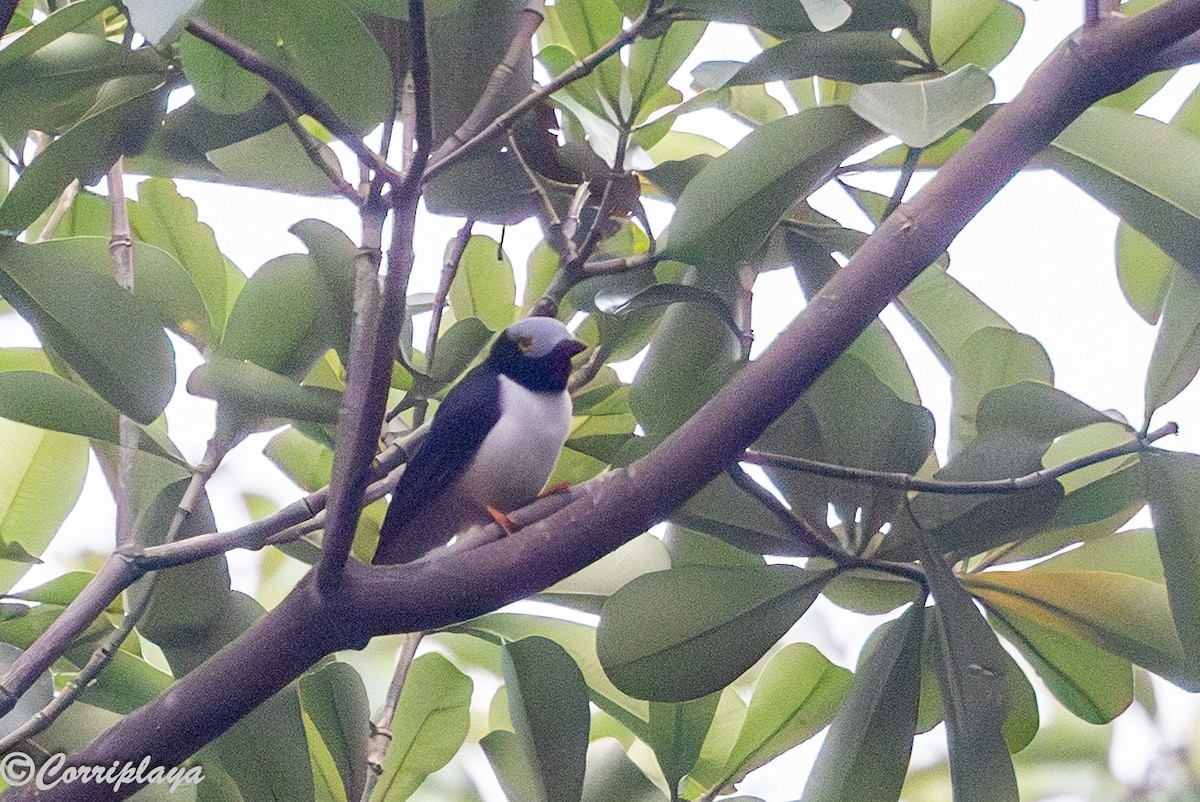 Багадаїс вохристочеревий - ML647698626