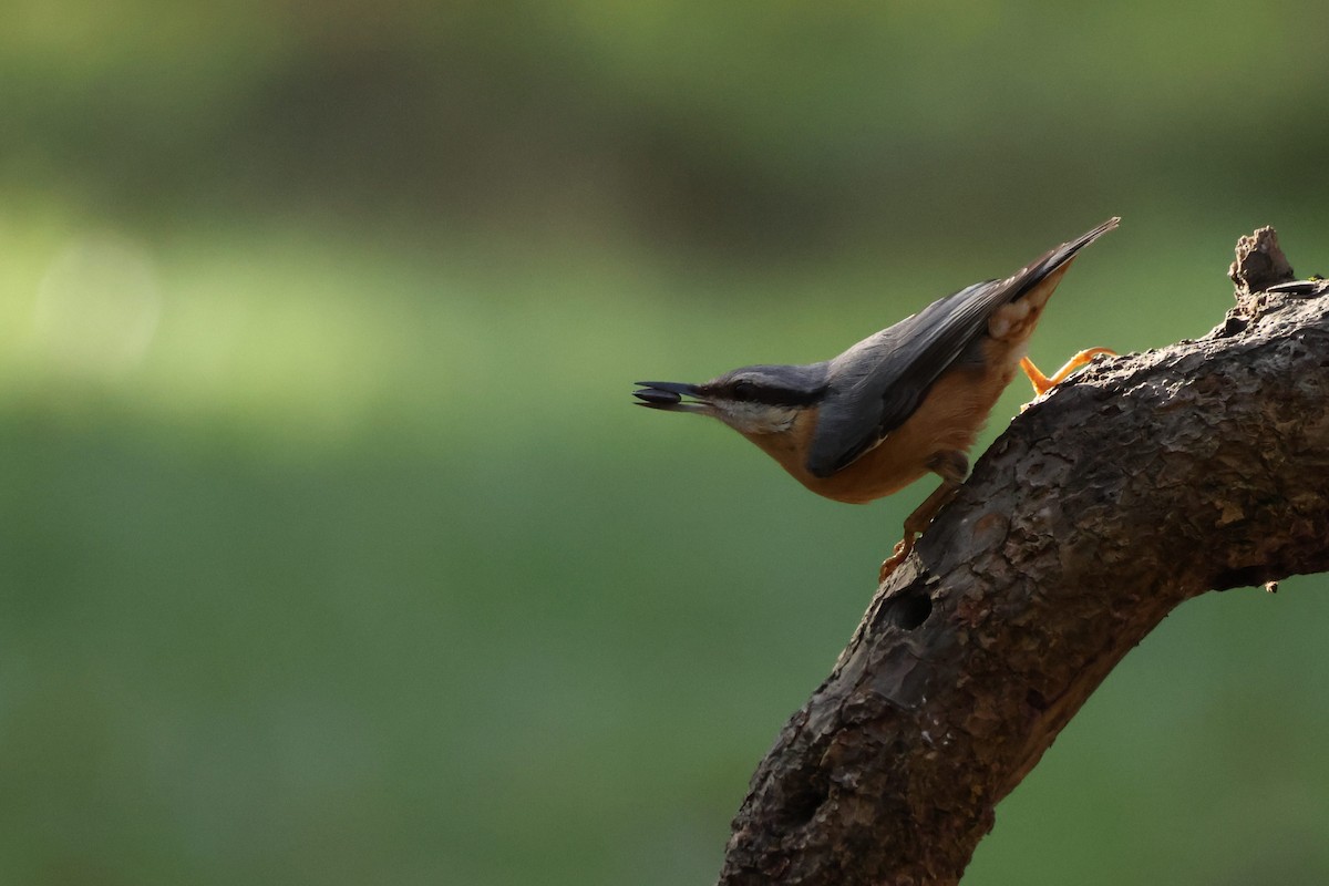 Повзик звичайний - ML647698627