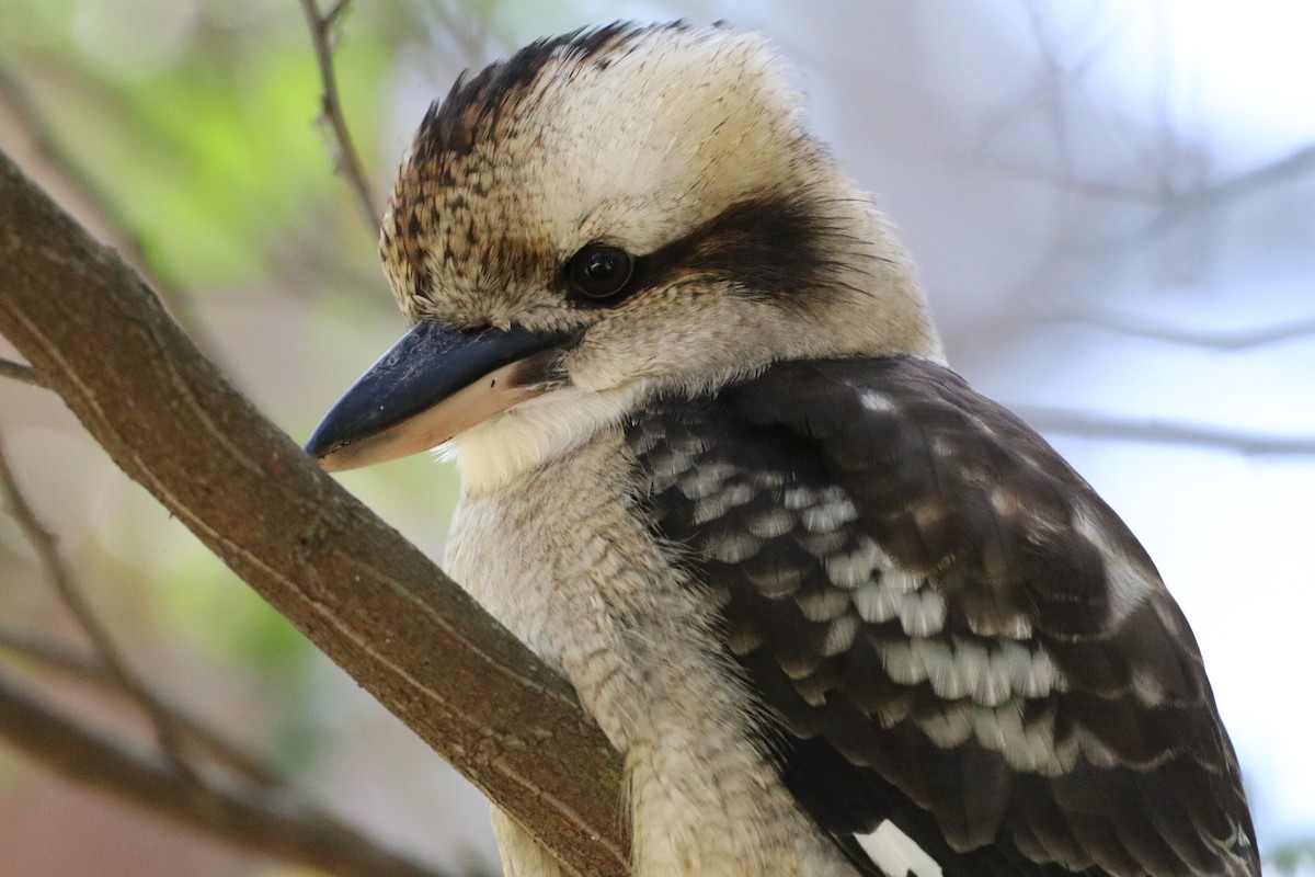 Кукабара велика - ML647698630